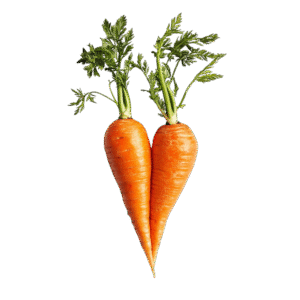 Carrot.png