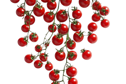 Cherry-Tomato.png