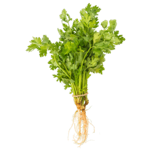 Coriander - Bunch