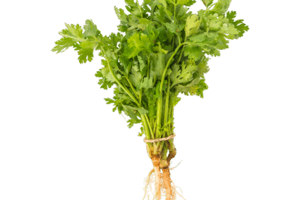 Coriander.png