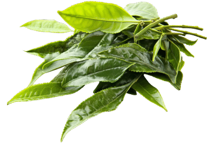 Curry-Leaves.png