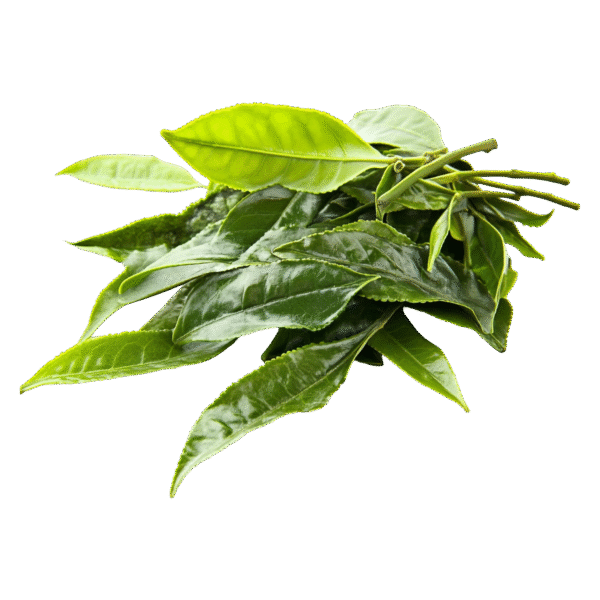 Curry Leaves - Bunch
