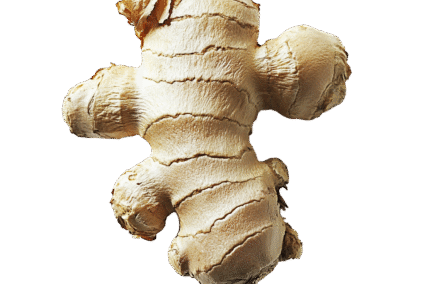 Ginger.png