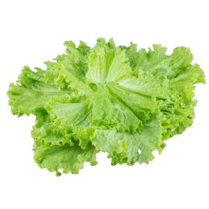 Iceberg-Lettuce.png
