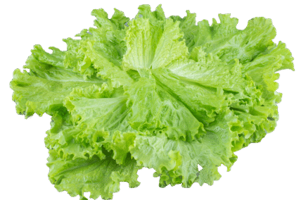 Iceberg-Lettuce.png