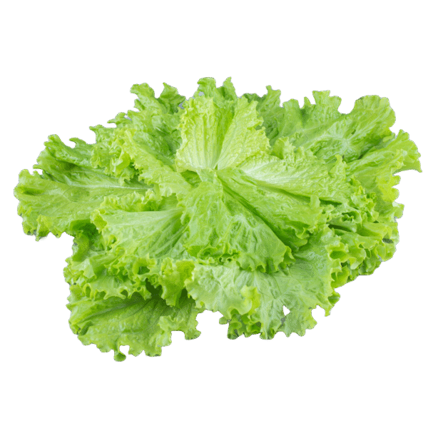 Iceberg Lettuce - Each