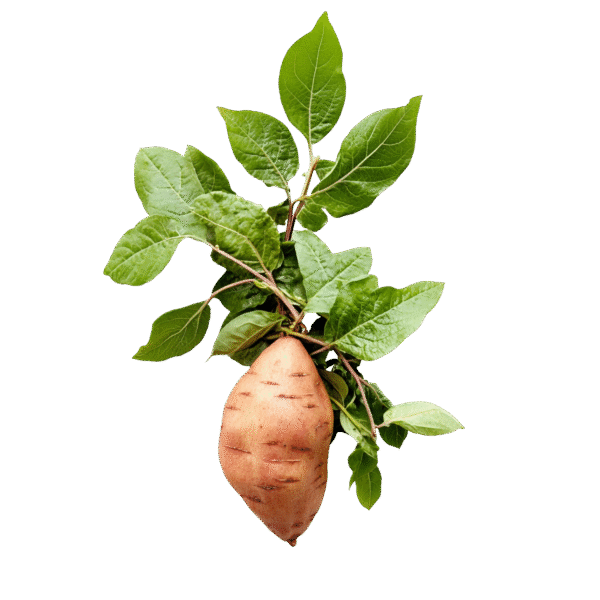 Kumara - 500G