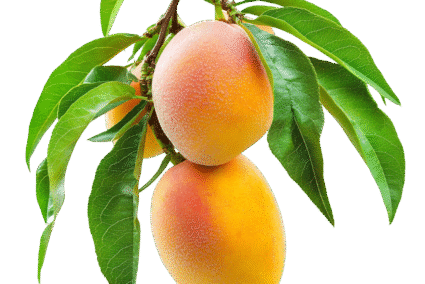 Mango.png