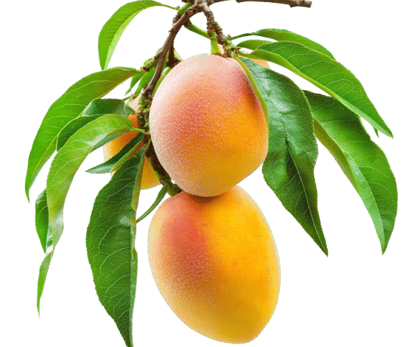 Mango.png
