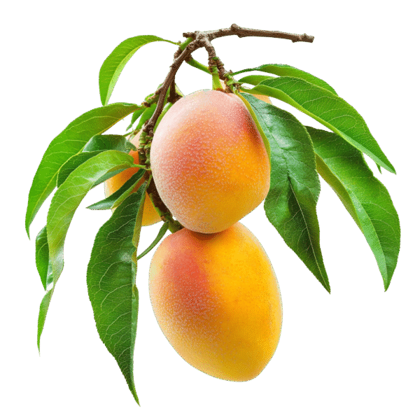 Mango - 1Kg
