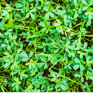 Methi Leaves - Bunch