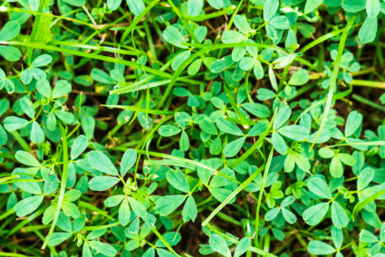 Methi-Leaves.png