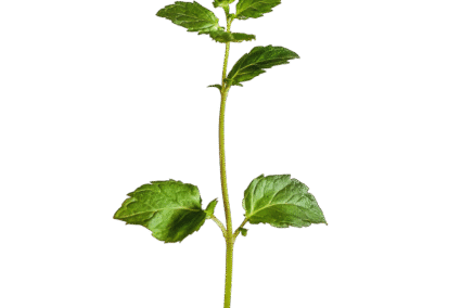 Mint.png
