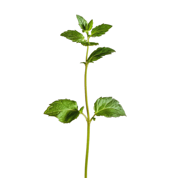 Mint - Bunch
