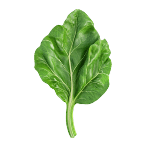 Palak/Spinach - Cut