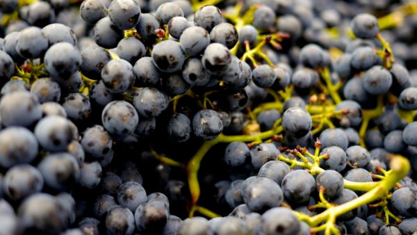 Grapes 500g