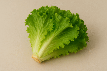 Lettuce – Fresh